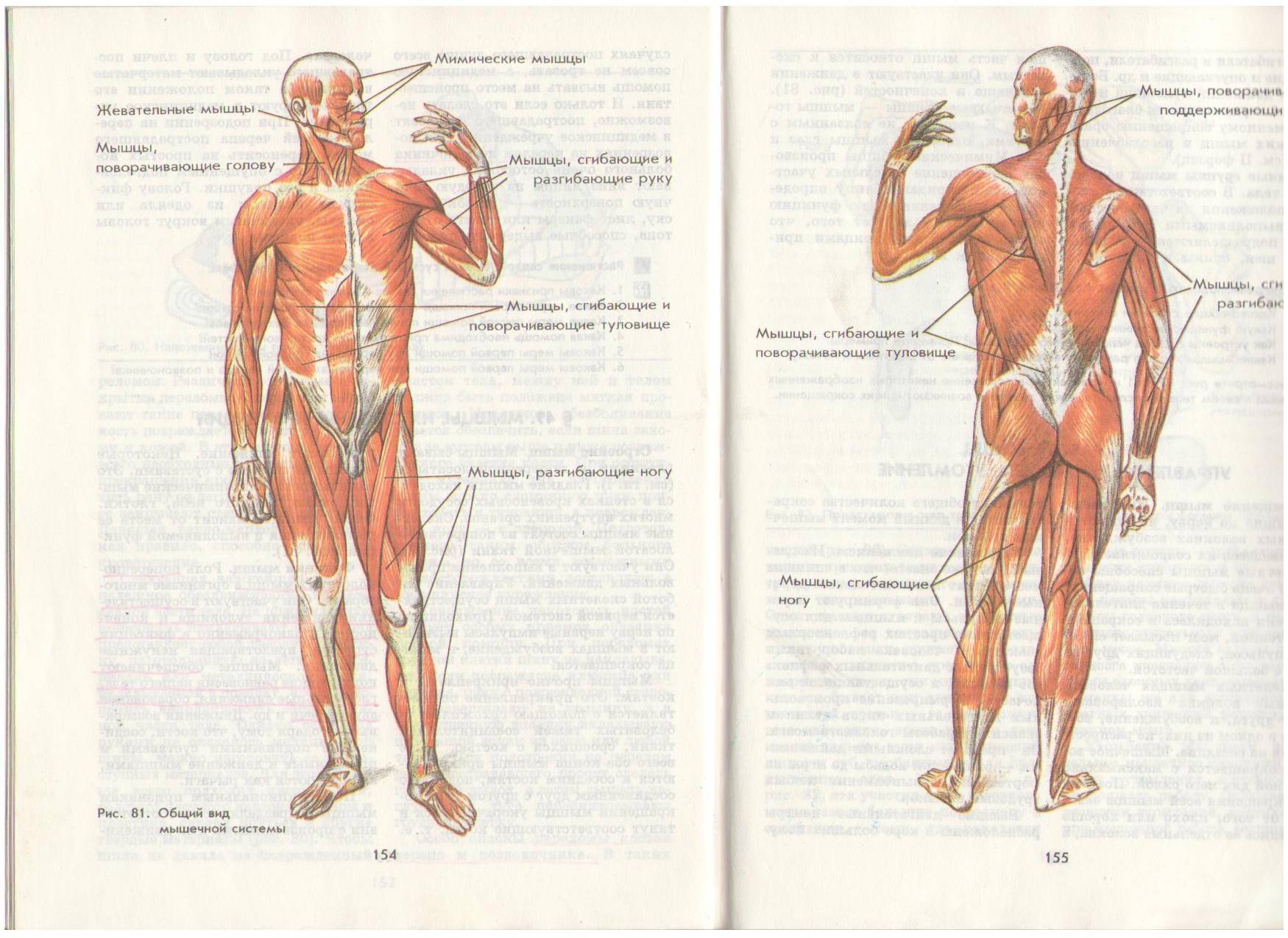 Какая мышца изображена на рисунке. Мышцы человека 8 класс биология. Мышечный скелет человека с названиями мышц. Мышцы тела человека 8 класс биология Пасечник. Мышцы туловища и конечностей 8 класс биология.