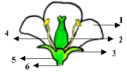 Lessons plan on Plant respiration