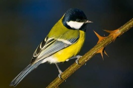 Пособие в картинках для начинающих изучать английский язык- птицы и насекомые