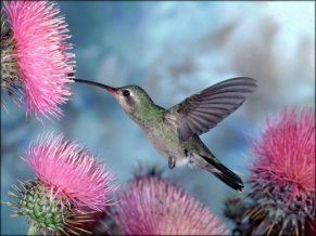 Пособие в картинках для начинающих изучать английский язык- птицы и насекомые