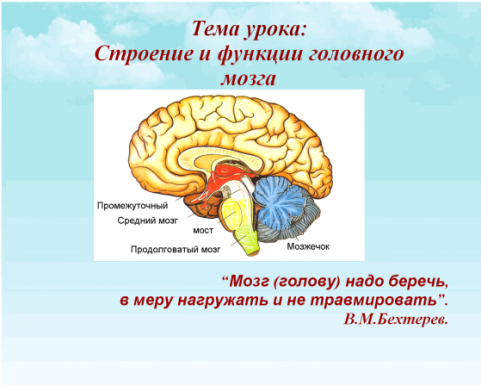 Конспект по биологии на тему Строение и функции головного мозга (8 класс).