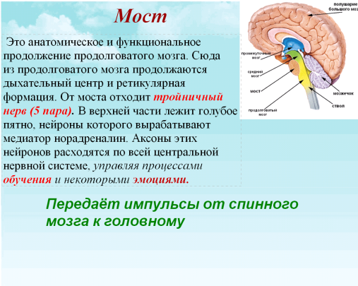 Конспект по биологии на тему Строение и функции головного мозга (8 класс).