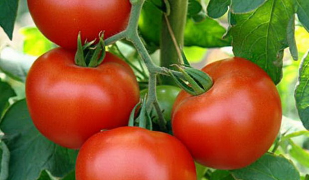 Научно-исследовательская работа Формирование томатов