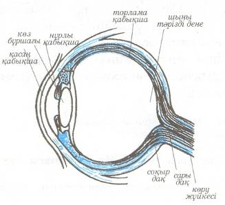 Көз оптикалық жүйе презентация