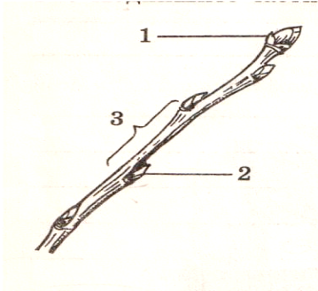 Контрольная работа Органы растений. Побег. Строение и функции стебля.