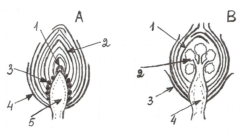 На рисунке изображено строение вегетативной и генеративной почек под цифрой 1 изображено