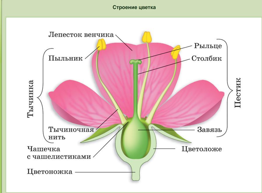 Конспект урока по биологии на тему Строение цветка