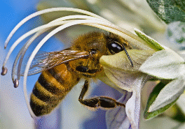 Исследовательская работа Удивительный мир пчел