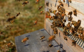 Исследовательская работа Удивительный мир пчел