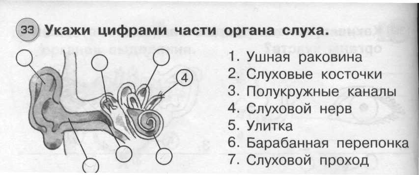 Конспект урока окружающий мир 3 класс УМК Гармония