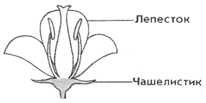 Строение цветка - лекционный материал