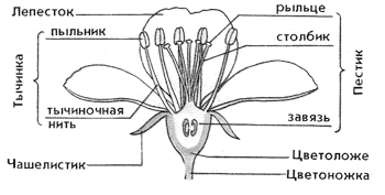 Строение цветка - лекционный материал
