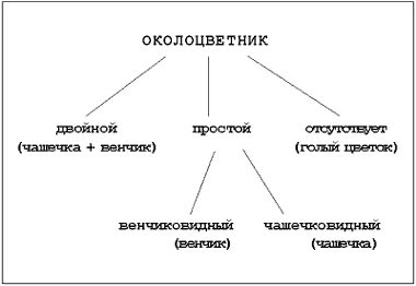 Строение цветка - лекционный материал