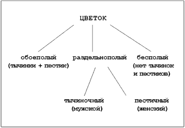 Строение цветка - лекционный материал