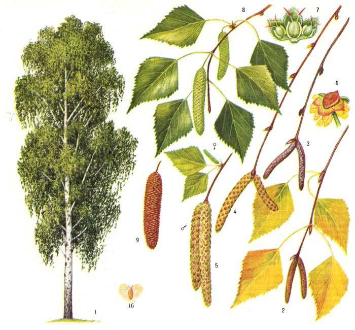 Исследовательская работа на тему: «Изучение флуктуирующей асимметрии листьев березы повислой (Betula pendula R.) для оценки качества среды в поселке Мисцево».