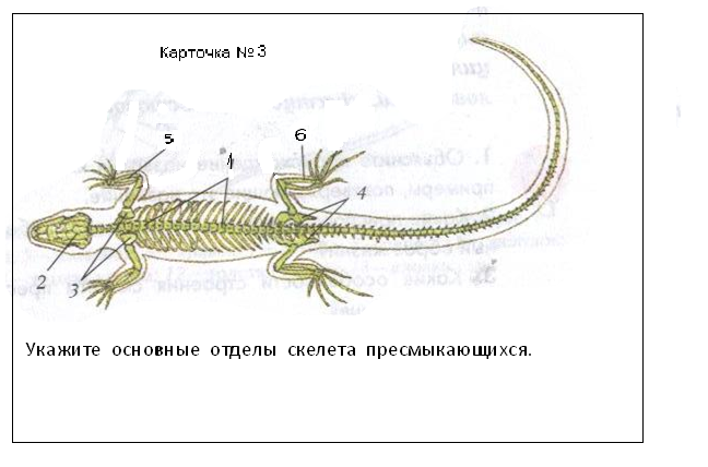 Конспект урока по биологии Многообразие пресмыкающихся