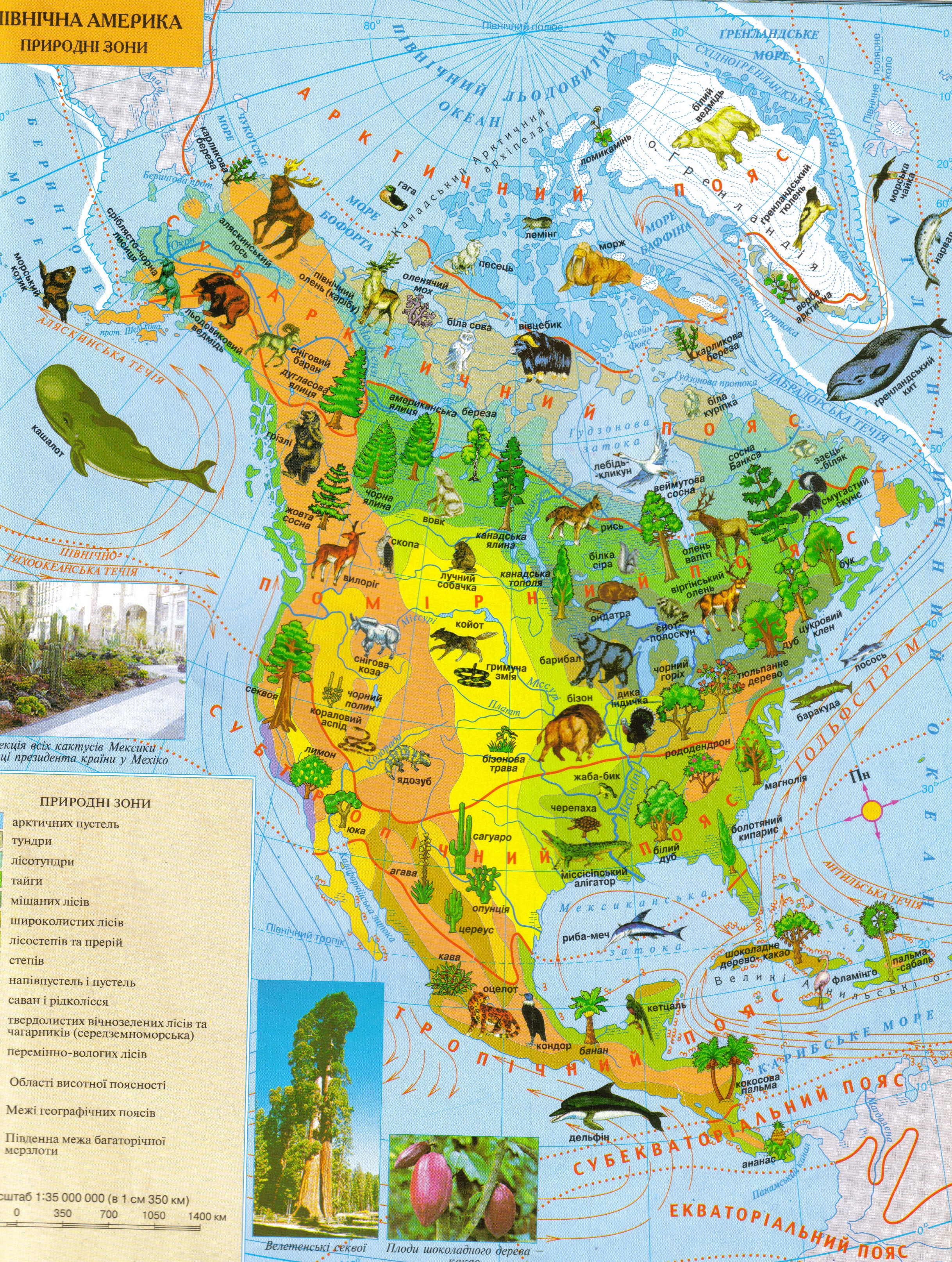 Обоснуйте расположение природных зон в северной америке. Карта растительности Северной Америки. Атлас растительности Северной Америки. Карта природных зон Северной Америки 7 класс география. Растительный мир Северной Америки карта.