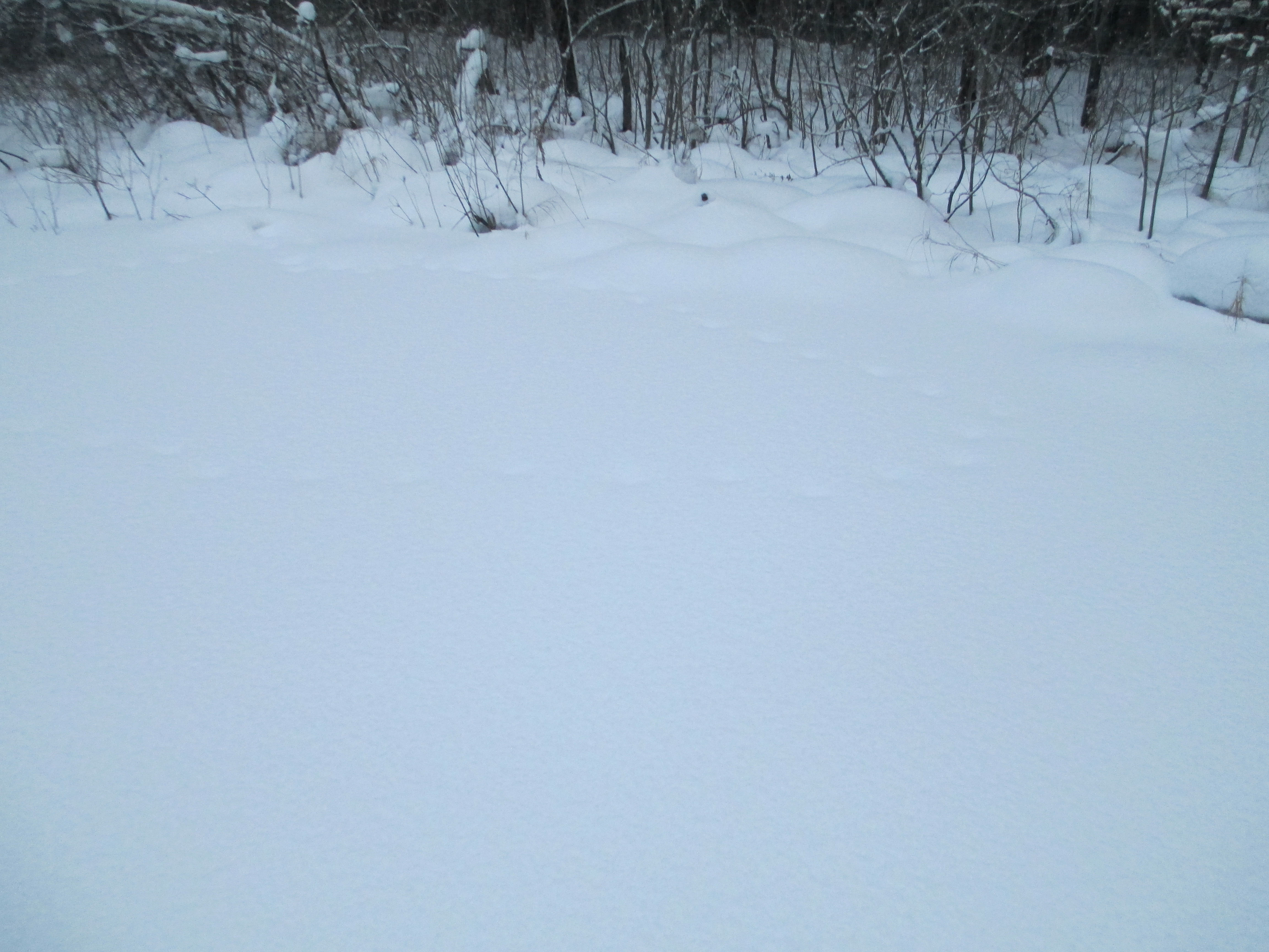 Мышиные следы на снегу