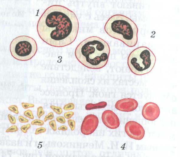 Контрольная работа по биологии на тему Кровь, кровообращение 2 - вариант