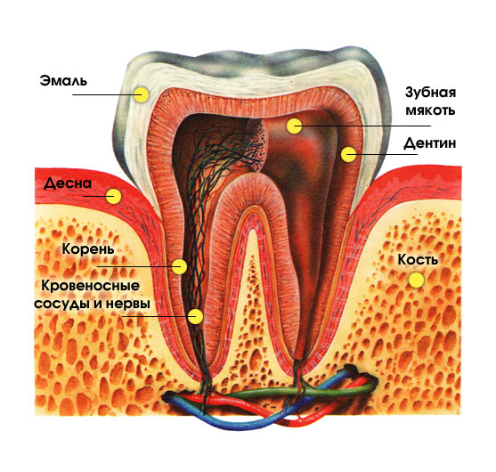 Исследовательская работа по теме Исследование защитных свойств зубных паст.