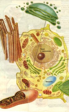 Дополнительный материал по биологии на тему Вакуоль