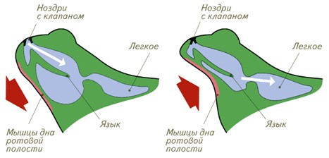 Презентация по биологии Земноводные