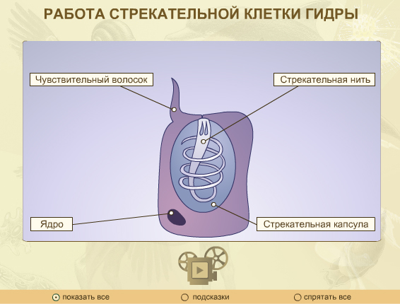 Урок по биологии Тип Кишечнополостные