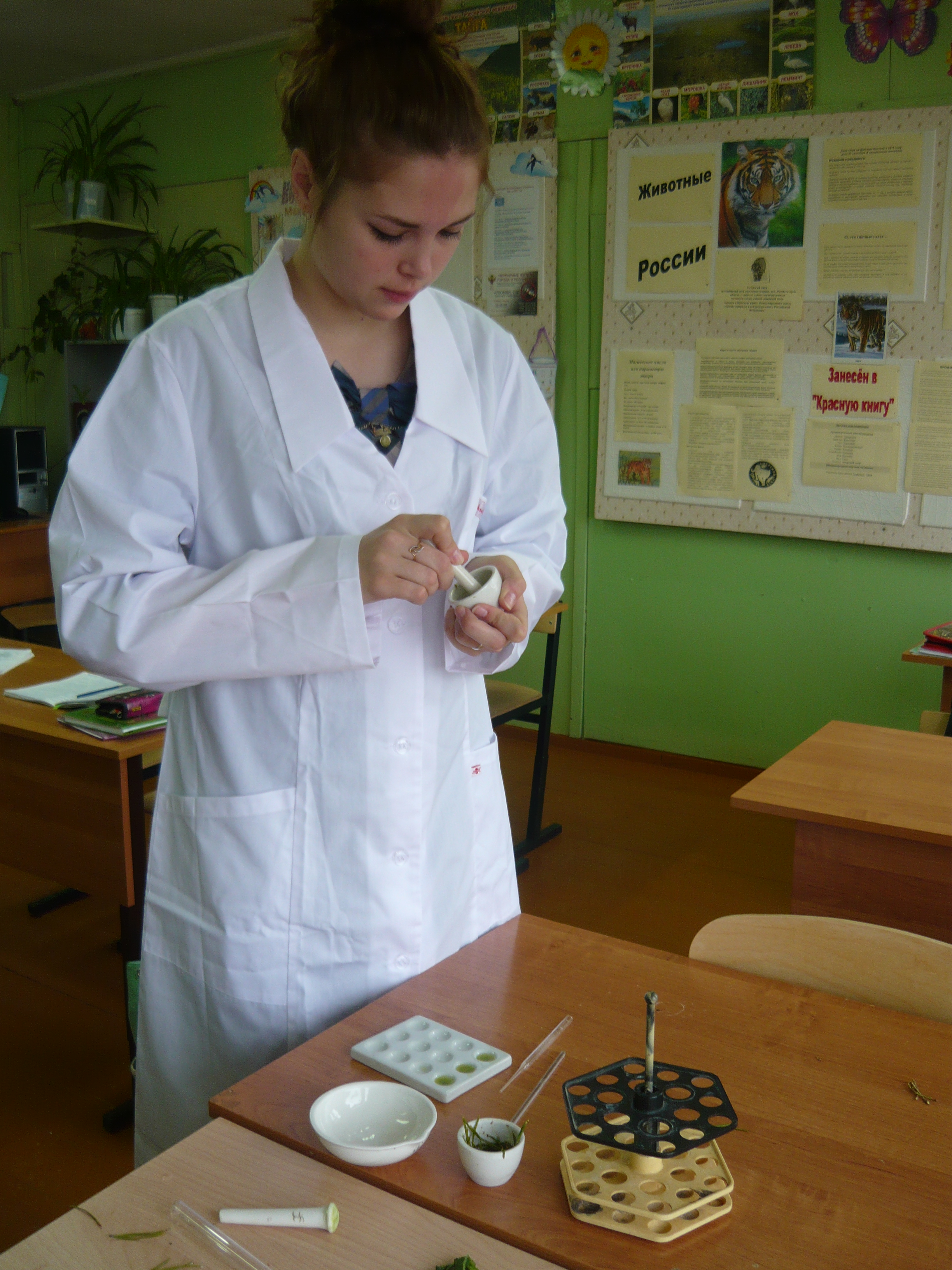 Исследовательская работа Изучение фитонцидной активности растений, произрастающих на территории села Щельябож, по их влиянию на микроорганизмы.