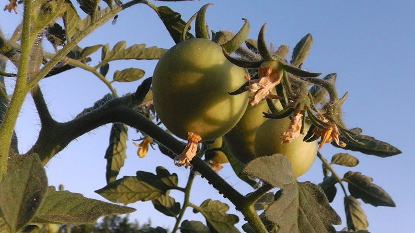 Исследовательская работа Влияние способов выращивания томатов на сроки созревания плодов и урожайность