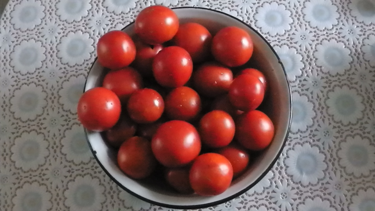 Исследовательская работа Влияние способов выращивания томатов на сроки созревания плодов и урожайность