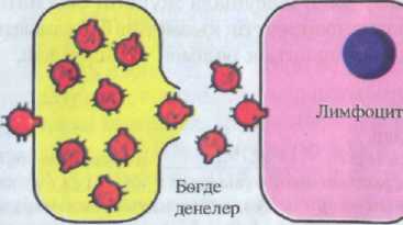 ДНҚ молекуласының екі еселену ерекшеліктері Рибонуклеин қышқылдары