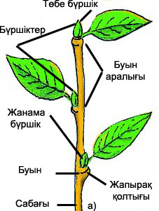 6-сынып I тоқсандық тестік тапсырмалар