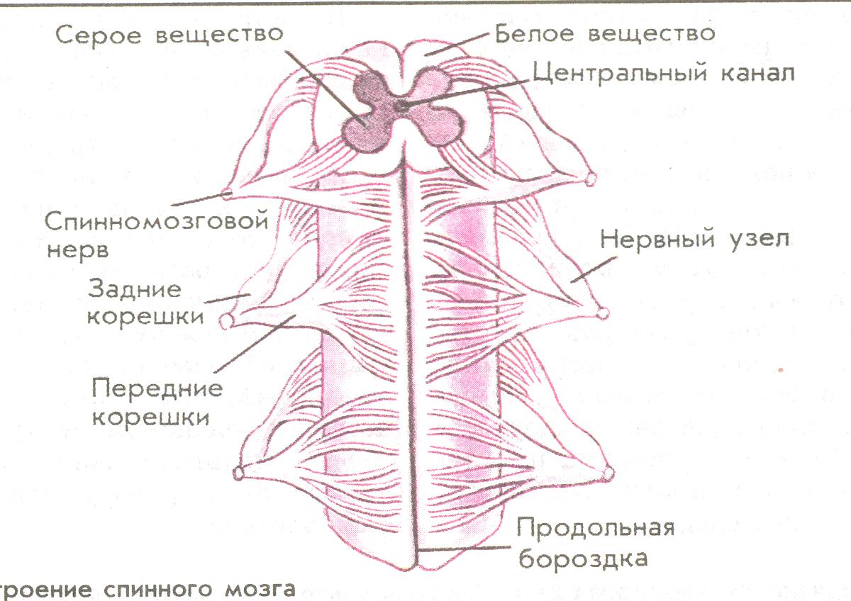 Спинной мозг рисунок