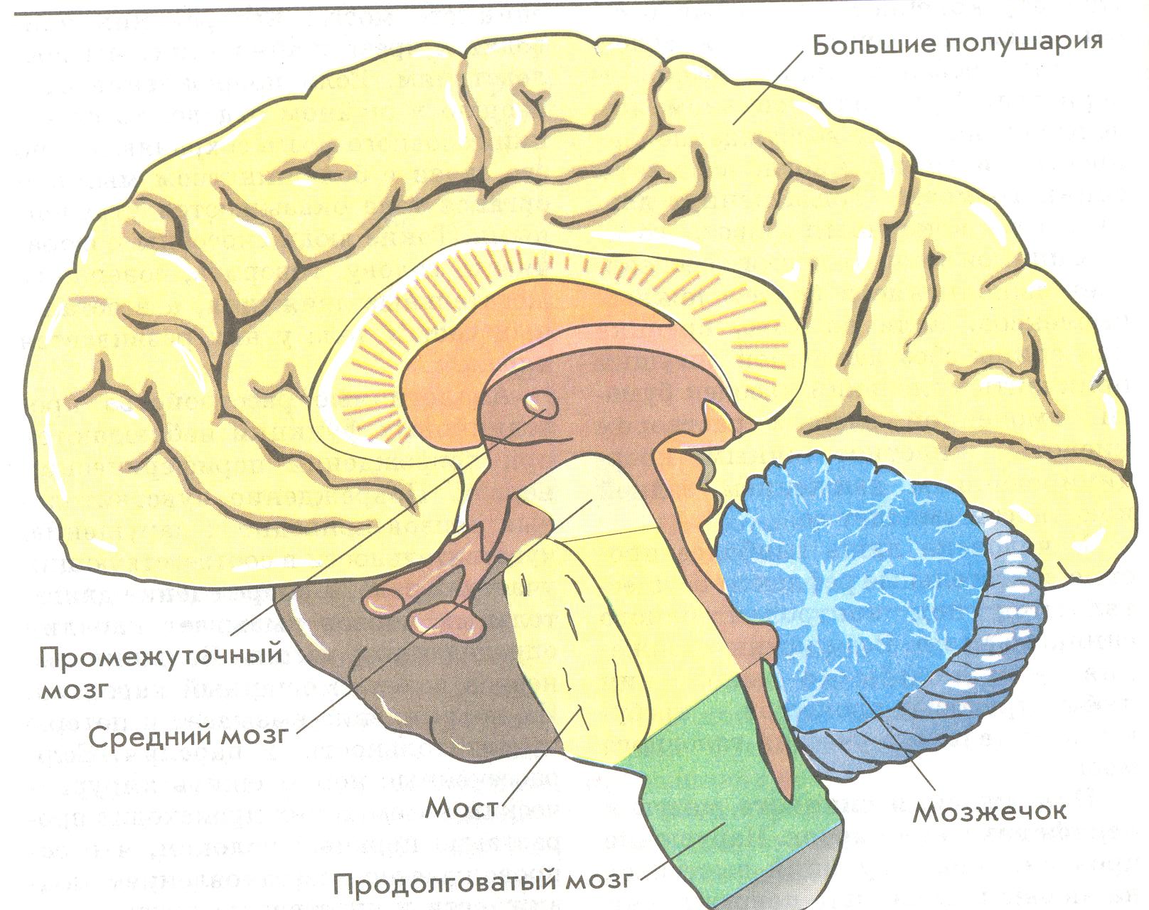 Головной мозг анатомия промежуточный мозг