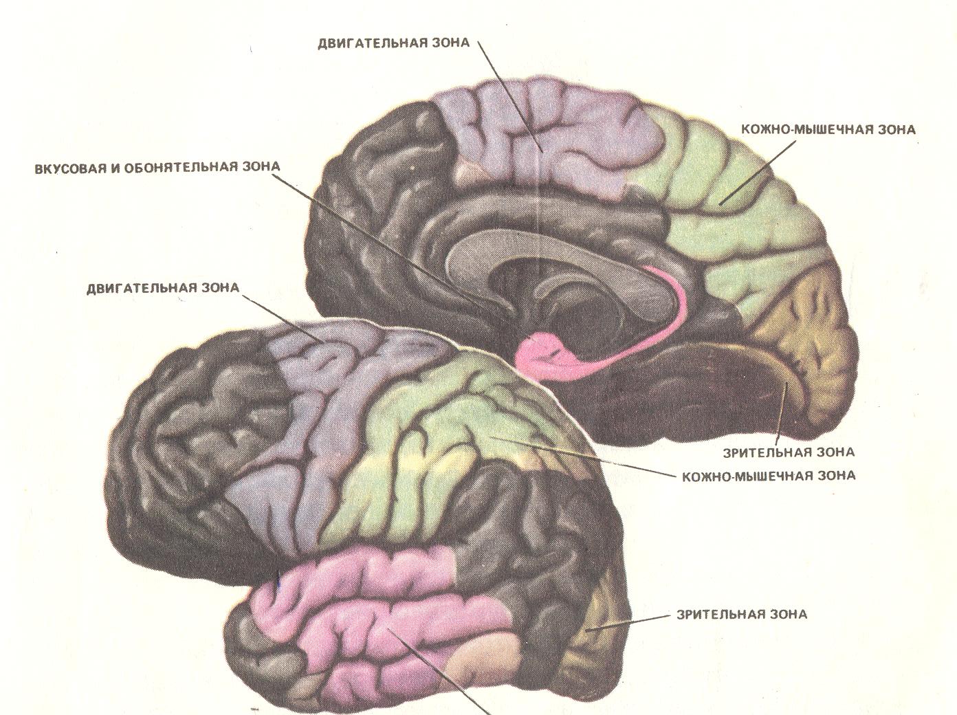 Основные зоны коры мозга. Двигательные зоны коры головного мозга. Двигательная слуховая и Зрительная зона коры. Обонятельная зона коры головного мозга.