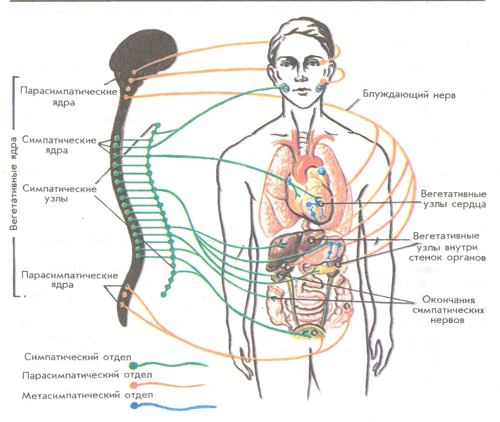 Информационно- смысловые элементы текста по биологии Человек и его жизнедеятельность, здоровье» (8 класс)