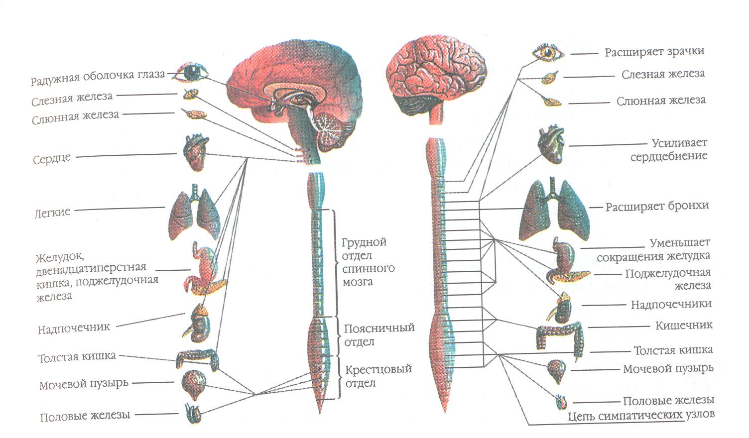Вегетативная нервная система рисунок с подписями