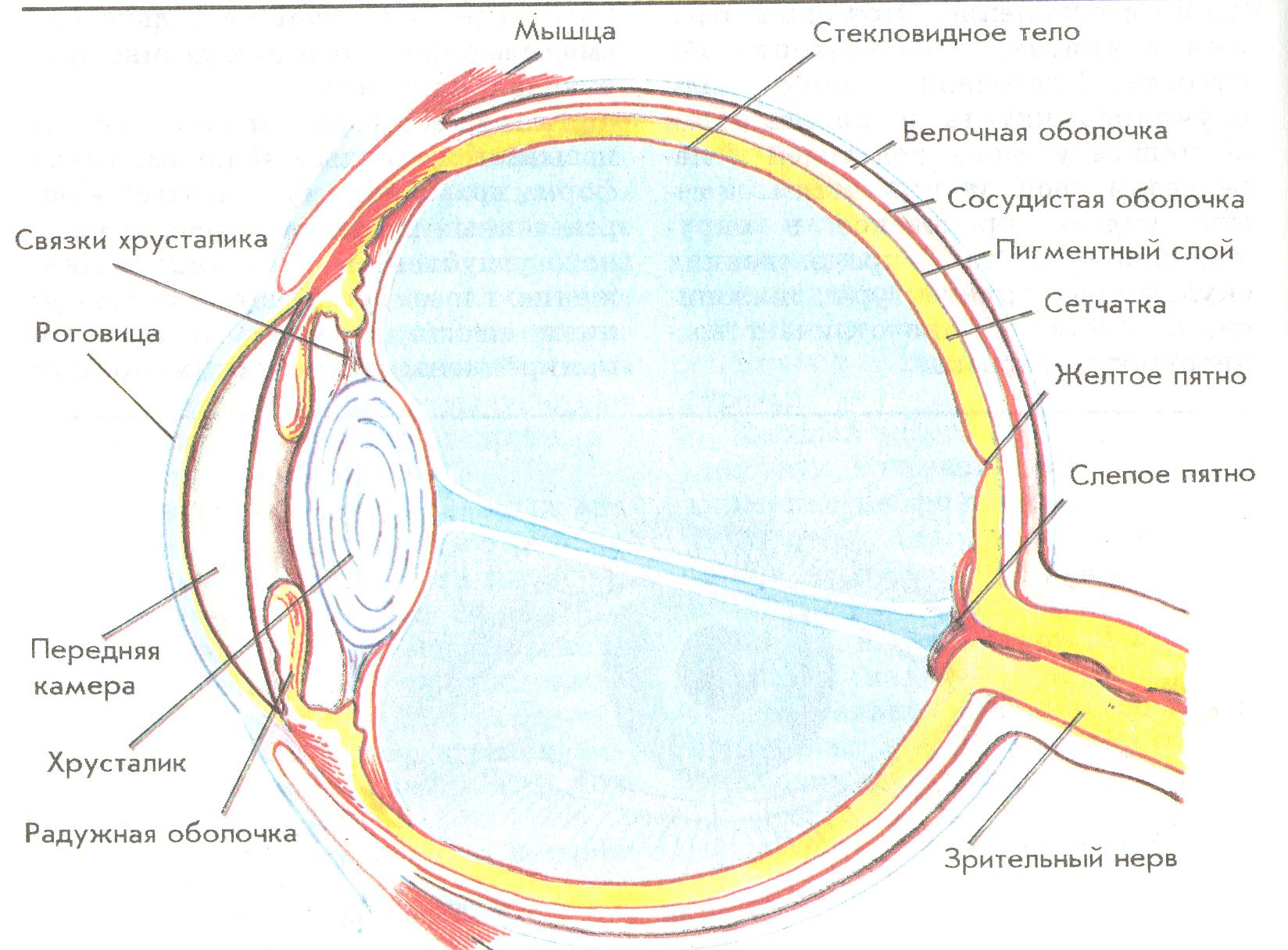 Сетчатка белочная оболочка сосудистая оболочка. Строение органа зрения (строение глазного яблока).. Схема глазного яблока глаза. Строение глазного яблока биология 8 класс. Схематическое строение глазного яблока.