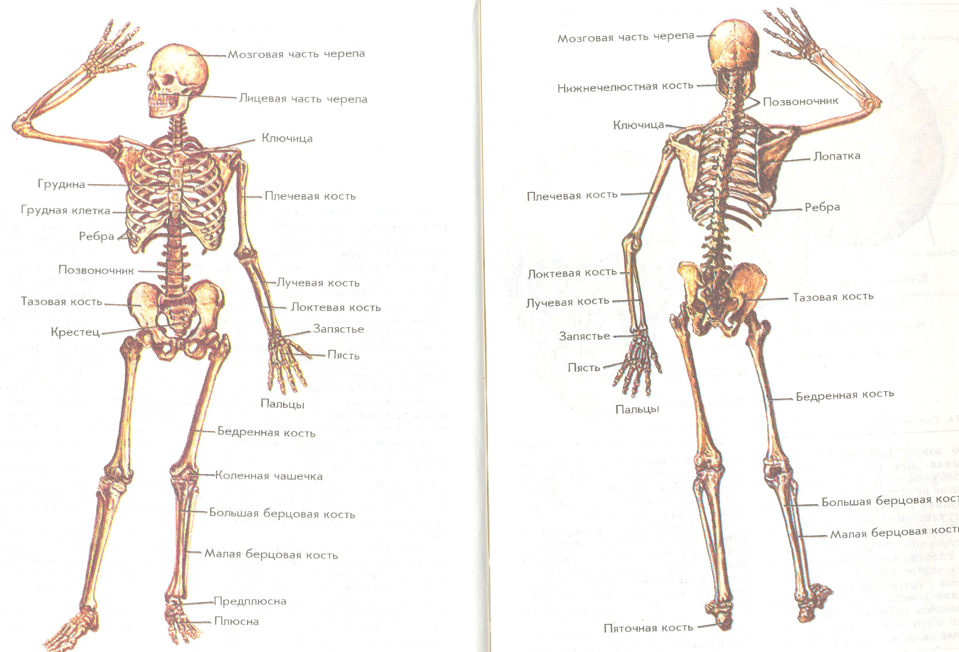 Скелет с названиями костей на русском языке. Строение скелета человекк. Строение скелета человека с названиями костей анатомия. Кости скелета схема. Схема скелета человека с названиями костей.