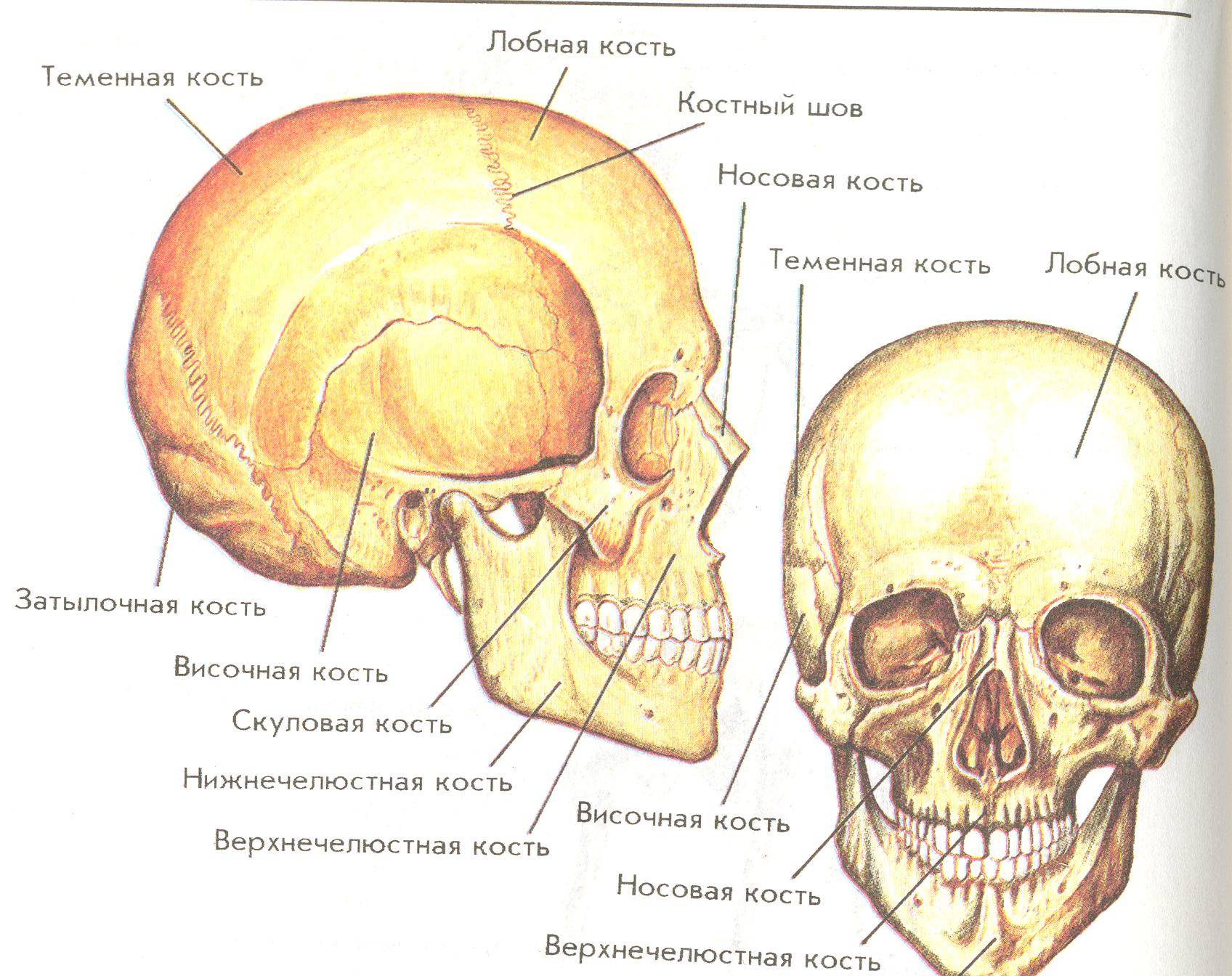 Скелет черепа человека биология 8 класс