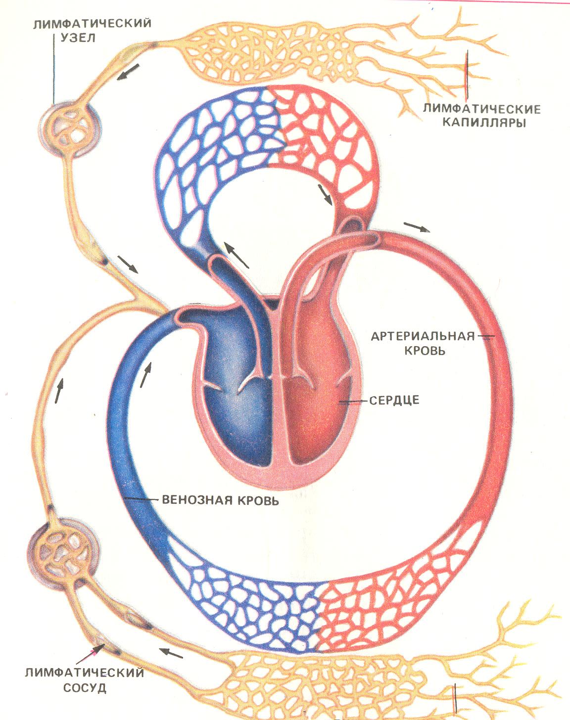 Лимфоотток в организме. Схема связи кровообращения и лимфообращения. Движение крови тканевой жидкости и лимфы в организме человека. Движение крови, тканеаой жидеости и лимфы в организме человек. Схема кровообращения и лимфооттока.