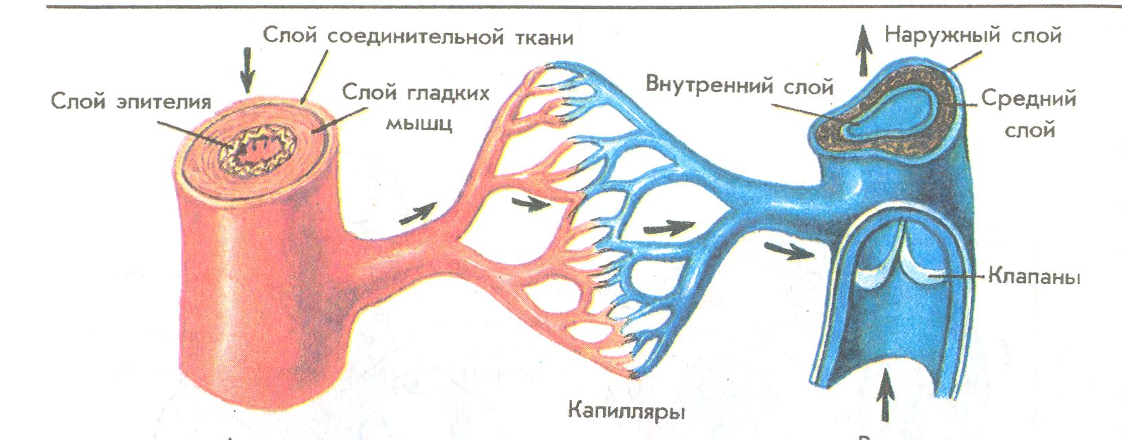 Артерии вены капилляры слои. Схема строения артерий вен капилляров. Схема строения кровеносных сосудов. Артерии вены капилляры схема. Строение сосудов артерия Вена капилляр.