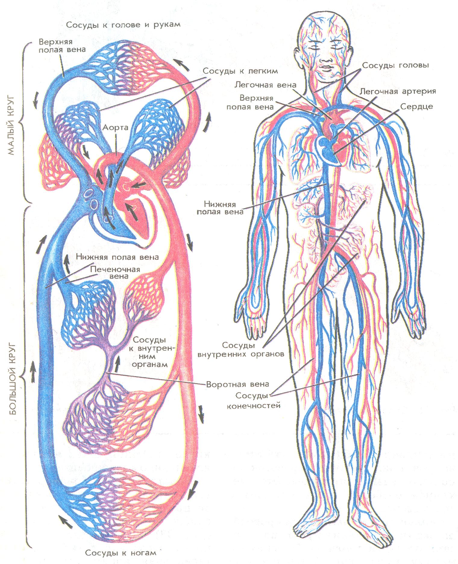 Информационно- смысловые элементы текста по биологии Человек и его жизнедеятельность, здоровье» (8 класс)