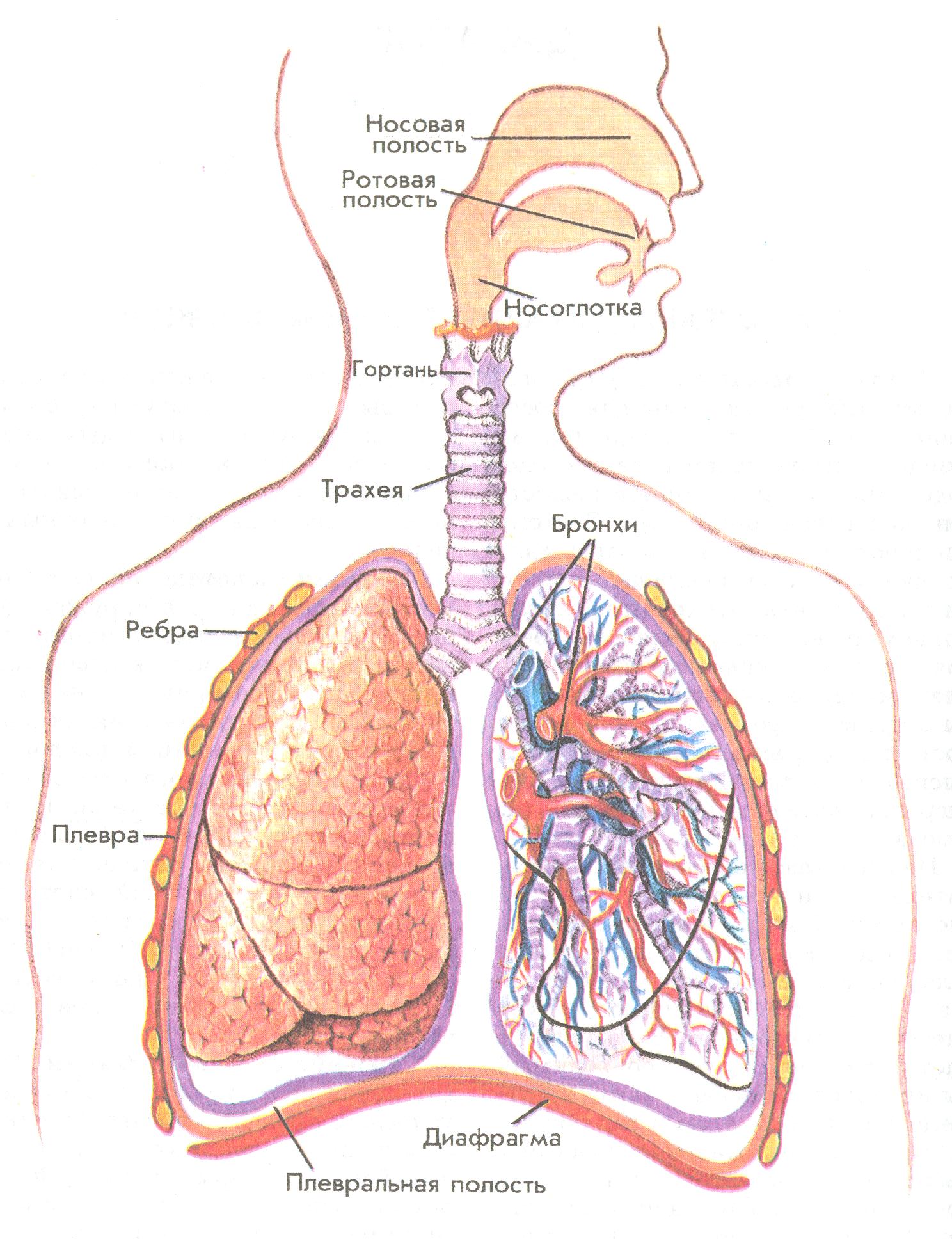 Бронхи и легкие на картинке
