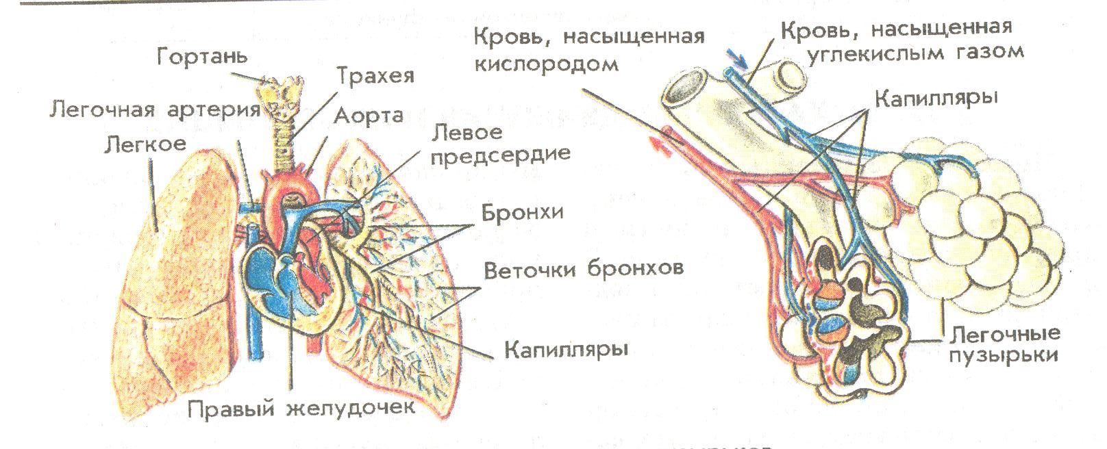 Альвеолярные пузырьки у млекопитающих находятся в