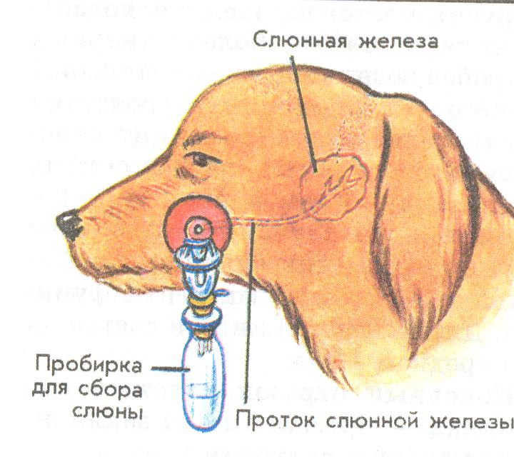 Собака павлова рисунок