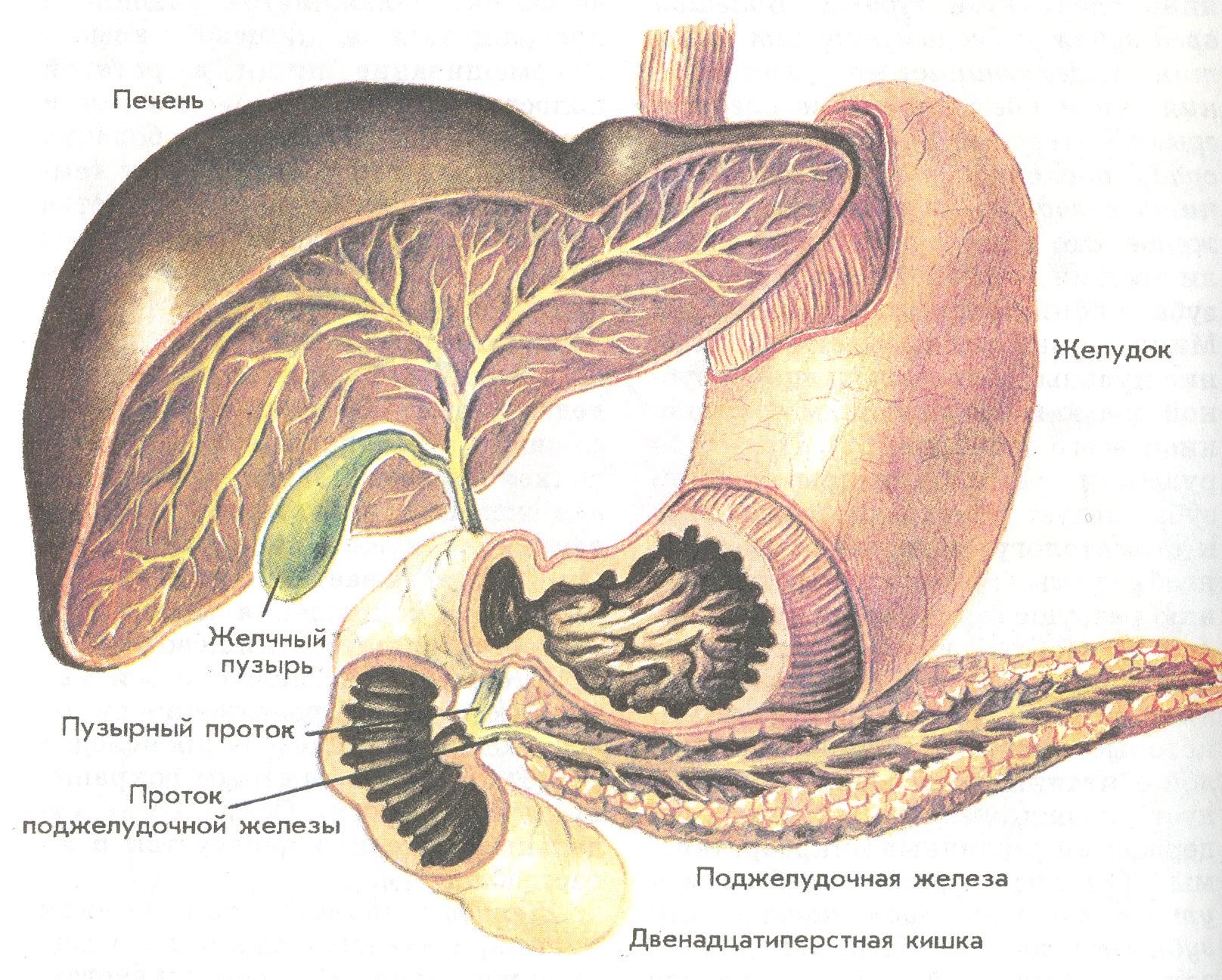 Печень поджелудка. Желчный пузырь расположение строение анатомия. Строение человека желудок желчный пузырь. Парапанкреатическая клетчатка поджелудочной железы. Анатомия желудка и поджелудочной железы.