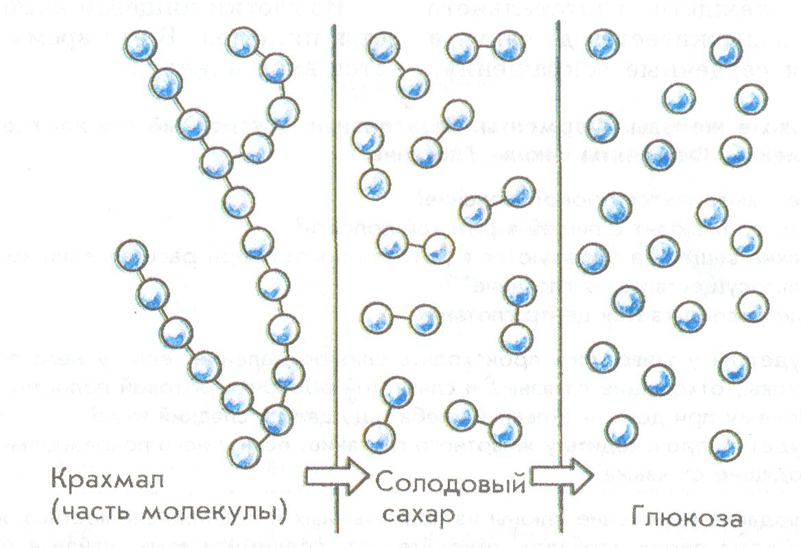 Крахмал расщепляется ферментом