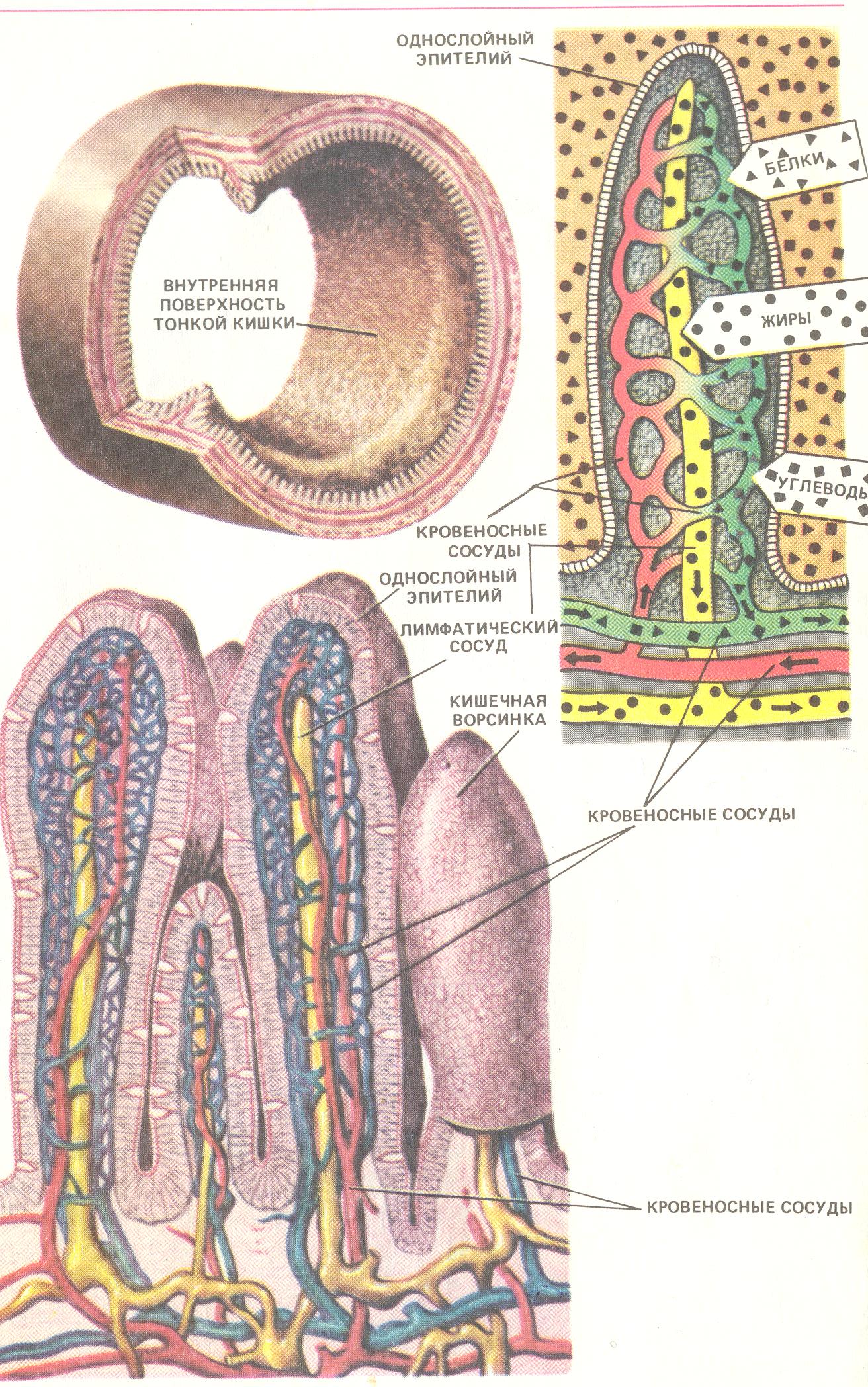 Внутренняя поверхность кишечника. Строение кишечной ворсинки анатомия. Ворсинка слизистой оболочки тонкого кишечника. Строение микроворсинки тонкого кишечника. Ворсинка оболочки кишечника строение.