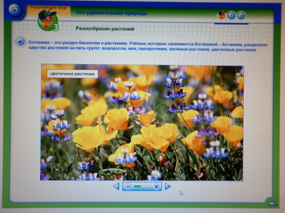Занятие на тему: Разнообразие растений (3 класс)